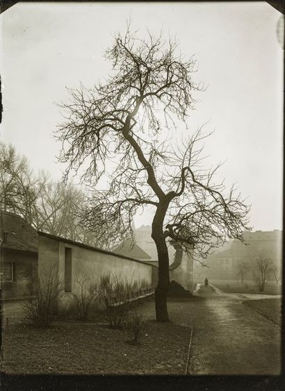 Josef Sudek (1896-1976) Portfolio 5. 10 Photographs 1940-1966. 

White Rose Bud,...