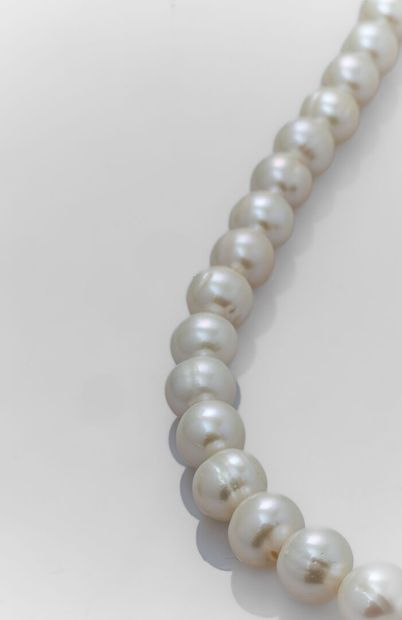 null Collier de perles de culture d'eau douce 9/10.5, fermoir anneau ressort en argent.
Poids...