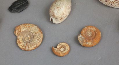 null Ensemble de pierres et fossiles.
dont Septaria (Madagascar?)