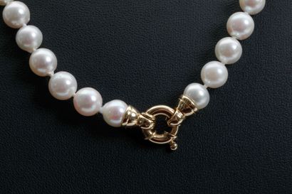 null Very pretty necklace of 56 Japanese cultured pearls 7.5/8 mm. 
Yellow gold spring-ring...