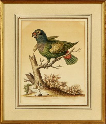 null D'APRÈS GEORGE EDWARDS
Oiseaux branchés
Suite de six gravures anglaises en couleurs
Haut....