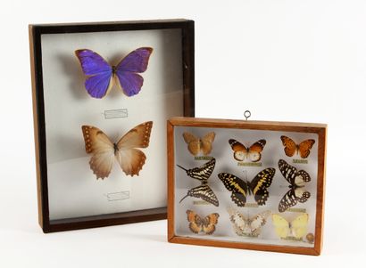 null Lot d'ENTOMOLOGIE composé de deux boîtes de papillons naturalisés.

L'une contenant...