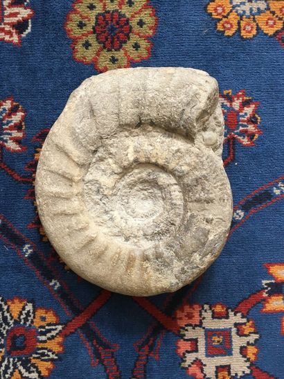 null FOSSILE de coquillage spirale en pierre