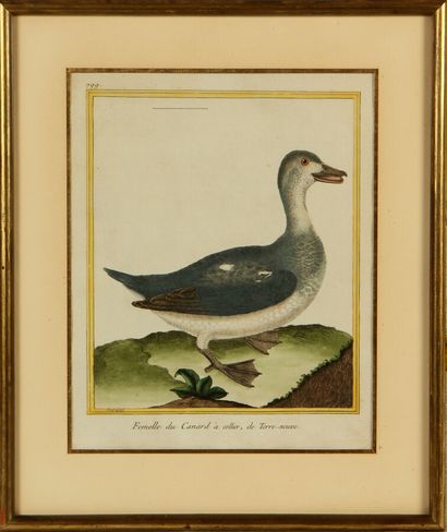  D'APRÈS FRANÇOIS-NICOLAS MARTINET (1731-1804) 
Le garrot - Femelle du canard à collier...