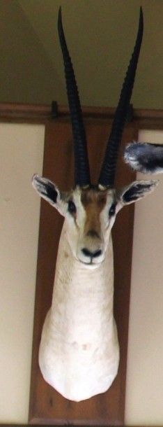 null A19. Gazelle de Grant Gazella granti forme Rainey. Tête en cape

