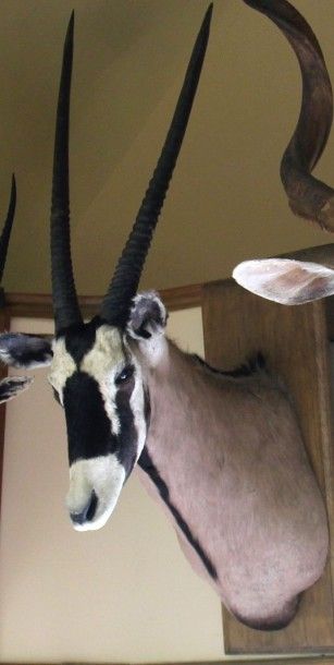 null A20. Oryx gemsbok Oryx gazella. Tête en cape


