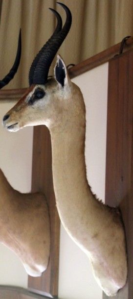null A25. Gazelle girafe ou Gerenuck ou Gazelle de Waller Litocranius walleri. Tête...