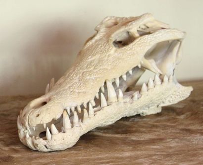null A33. Crocodile du Nil Crocodylus niloticus. Crâne osseux. 

