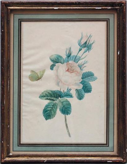 ÉCOLE de REDOUTÉ, début du XIXe siècle Roses et papillon Aquarelle. Haut.: 31,5 cm...