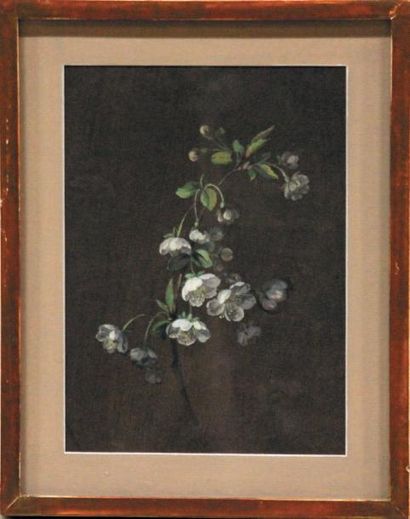 École Française du XIXe siècle Branche de cerisier en fleurs Gouache sur papier brun....