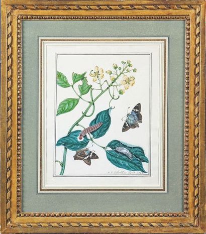 H. J. SCHELLER, XVIIIe-XIXe siècle INSECTES SUR DES FLEURS ET FEUILLAGES Deux gouaches...