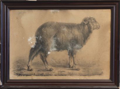 L. LEJARS, XIXe siècle Mouton.

Dessin, signé et daté 1865 en bas à droite. (Chancis).

Haut....