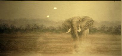null MARCHAND, MO, Éléphants, aquarelle, signée en bas à gauche. H. 31 cm x L. 61,5...