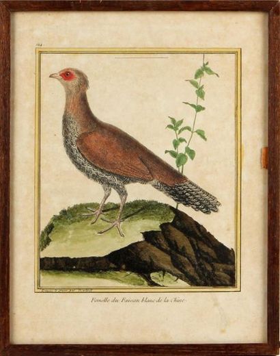 null Oiseaux
Neuf gravures en couleurs