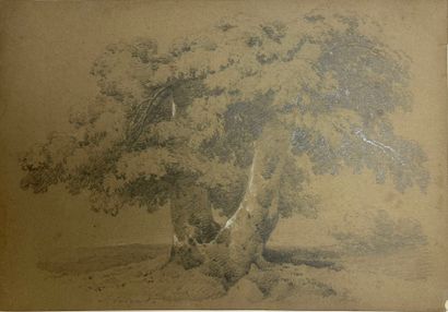 null Jules COIGNET (1798-1860) 

Three drawings of trees in graphite and white chalk...