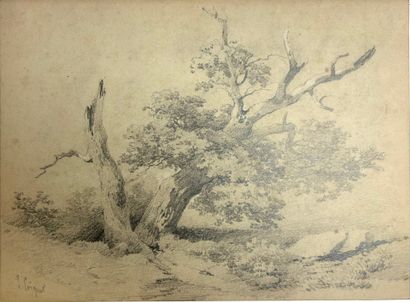 null Jules COIGNET (1798-1860) 

Three drawings of trees in graphite and white chalk...