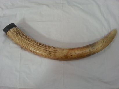 Défense en ivoire du Mali (Long 1 m / Poids...