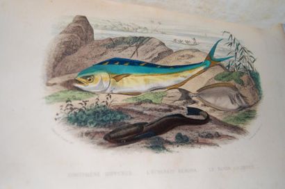 null LACEPEDE : "Histoire naturelle" 2 volumes, illustrations polychromes, 1839 ...