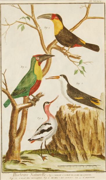 Exotic birds - Diderot et d'Alembert - 1751-1777 Exotische vogels uit Encyclopedie... Gazette Drouot