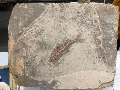 null VERY BEAUTIFUL FISH PLATE FOSSIL OF CERESTE (48 cm)
