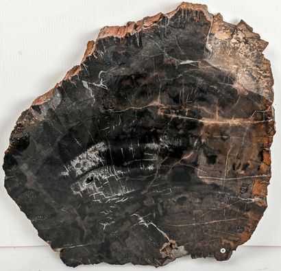 null LARGE FOSSIL WOOD (47 cm)