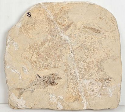 null LARGE FOSSIL FISH (46 cm)