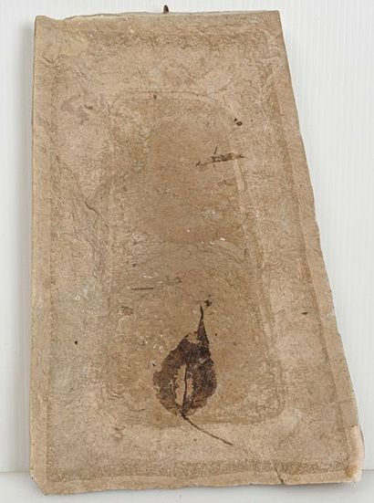 null FOSSIL SHEET (30 cm)
