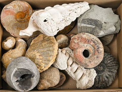 null MISCELLANEOUS FOSSIL LOT