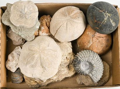 null LOT OF VARIOUS FOSSILS INCLUDING SEA URCHINS