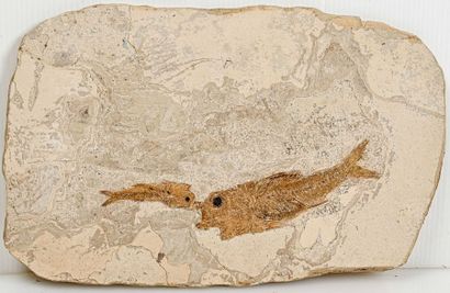 null VERY BEAUTIFUL PLATE OF TWO FOSSIL FISHES (36 cm)