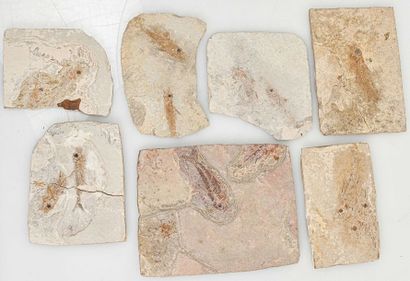 null LOT OF FOSSIL FISH (five pieces)