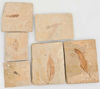 null LOT OF FOSSIL FISH AND LEAF (five pieces)