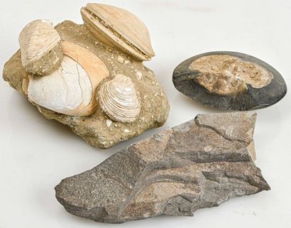 null LOT OF VARIOUS FOSSILS (BIVALVE)