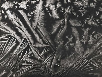 null GERIN Edith Claire (1910 - 1998) (Att. to)
Ferns in macro view, c. 1960
Period...