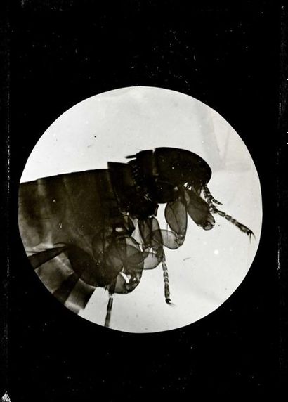null Microphotographie - 8 vues positives sur verre pour projections, c. 1910

Insectes

Taille...