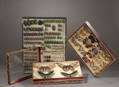 null Deux boîtes vitrines d'entomologistes contenant des papillons. 

H. 25 cm -...