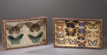 null Deux boîtes vitrines d'entomologistes contenant des papillons. 

H. 25 cm -...