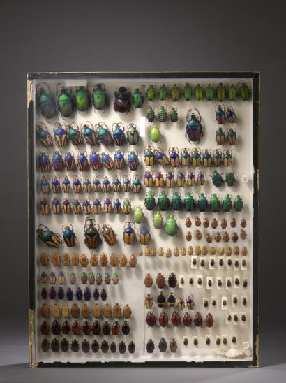 null Boite vitrine d'entomologiste contenant des coléoptères. 

H. 50 cm - L. 39...