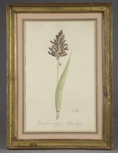 Early 19th century FRENCH school

Botanical...