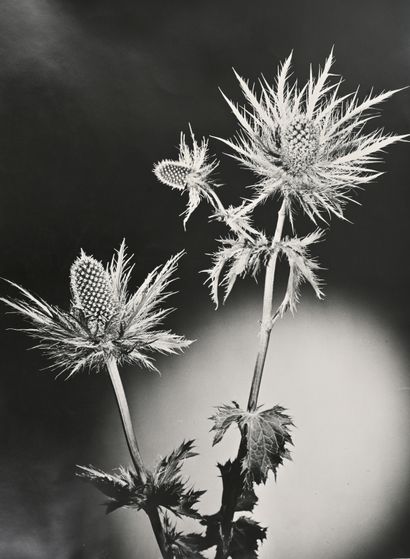 TAIRRAZ Pierre (1933 - 2000) Études de fleurs, c. 1970

Chardons, Edelweiss…

5 tirages...