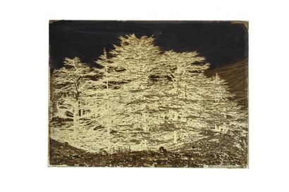 FELIX BONFILS GROUP OF CEDARS IN THE LEBANON FOREST. 1867-1875

Collodion negative...
