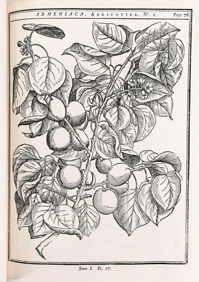 null DUHAMEL DU MONCEAU (Henri-Louis). A treatise on trees and shrubs grown in France...