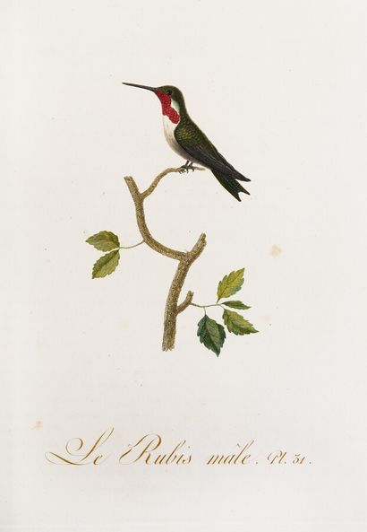null AUDEBERT (Jean-Baptiste) - VIEILLOT (Louis-Pierre). Birds with gold or metallic...
