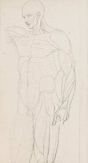 null [Anatomy] French school of the 19th century

Set of two pencil drawings.

Size...