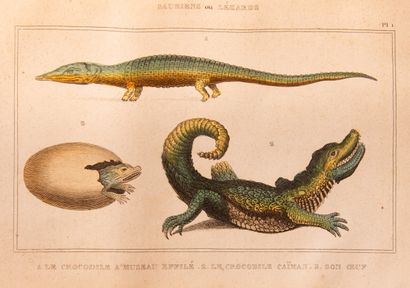 null LACEPEDE. Works. Comprising the natural history of oviparous quadrupeds, snakes,...