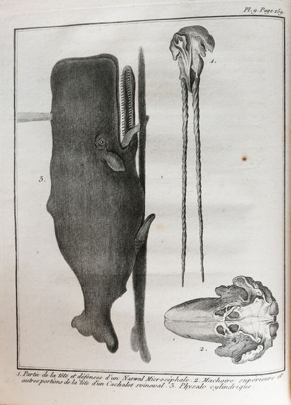 null LACEPEDE (B.G. Comte de) NATURAL HISTORY OF CETACES FISH.

Paris, Plassan, 1798...