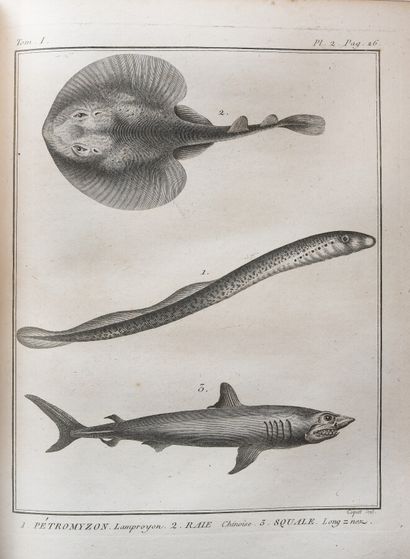 null LACEPEDE (B.G. Comte de) NATURAL HISTORY OF CETACES FISH.

Paris, Plassan, 1798...