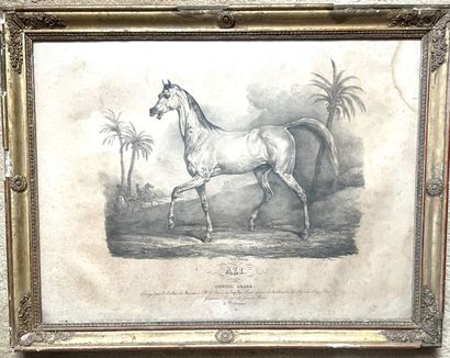 null D'après Carle VERNET (1758-1836)

Ali - Cheval arabe

Lithographie en noir.

(Taché,...