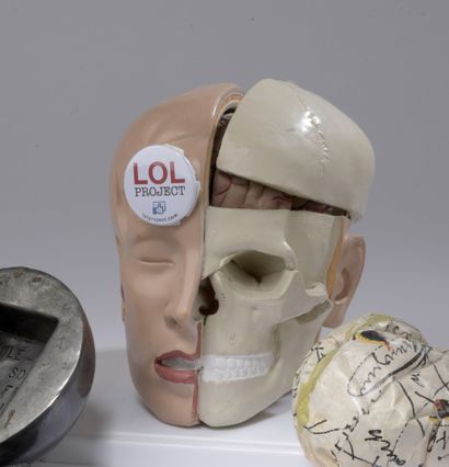 Modèle de Coupe anatomique d'un crâne humain...