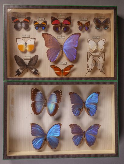 null Ensemble de six boîtes de France de collection de papillons et insectes et trois...